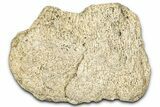 Dinosaur (Triceratops) Frill Shield Section - Montana #347954-1